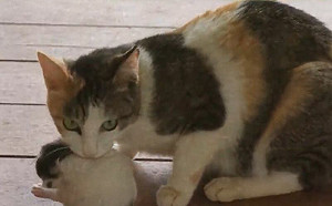 被浪貓媽選中！一次竟叼來5隻