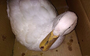 宗教儀式也能兼顧動保精神 新北推動法事用活禽轉型