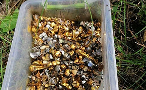 俄軍酷刑室發現大量假牙！民眾證實不斷傳出哀號聲