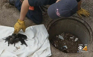 不能養！下水道救出8隻萌狗身分曝