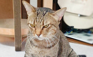 刷完牙不開心！貓咪聽「1句」秒嗨