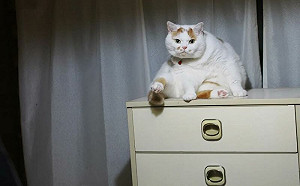 阿公睡醒肚子好痛！架監視器抓兇手