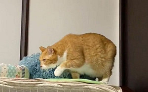 貓行動遲緩去檢查！醫：牠太有愛了