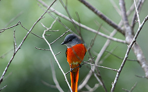 聽大自然的聲音！八仙山森林豐盛季10/14療癒登場