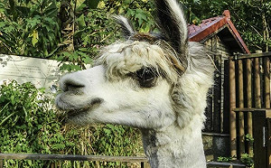 新羊駝加入動物園！飼育員忙當紅娘