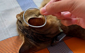 貓耳「套圈圈」！牠極力反抗笑翻網