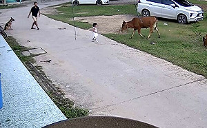 小狗當英雄！男孩險遭牛衝撞畫面曝