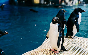 海生館企鵝開賣！驚人價格曝光  網喊：有人要團購嗎？