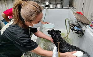 寵物美容師當愛心志工 助新北動物之家毛寶貝義剪做造型