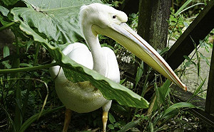 學新知！飛禽走獸版「說文解字」