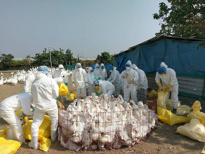 家禽禁運禁宰第2天  嘉義2禽場確診禽流感