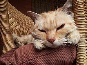 殘忍除爪手術OUT！獸醫親授：貓爪與家具停戰法！