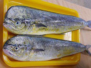 台日攜手 揭秘鬼頭刀洄游路徑