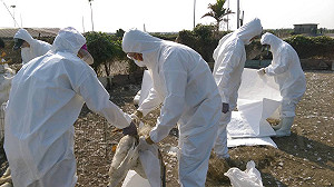 首例禽流感屏東現身  2,255隻肉鴨悉數撲殺