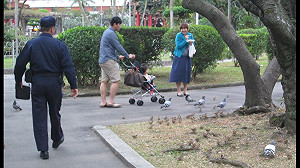 禽流感拉警報  北市公園餵鴿小心被罰