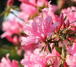 台北杜鵑花季書香導覽 帶你深度踩街