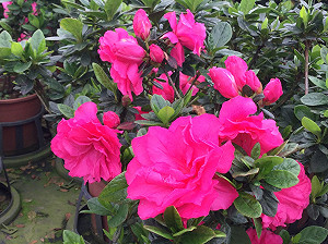 淡淡三月天 杜鵑花開滿萬金石