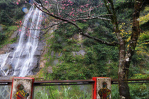 烏來山櫻花最新花訊