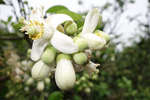 文旦開花看過沒？三月柚花藝術節淡雅登場