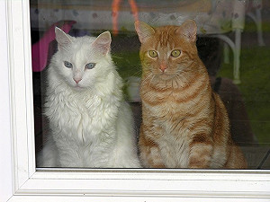 貓咪老盯著窗外　究竟在瞧什麼？