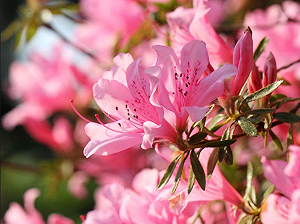 溫羅汀散策半日遊  賞杜鵑花聞書香