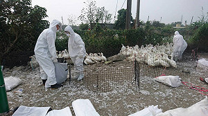 屏東確診禽流感  萬隻肉鴨遭撲殺