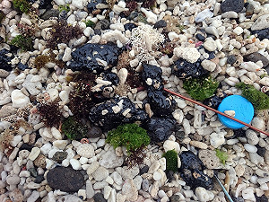 追查綠島油污  環保署鎖定一可疑船舶