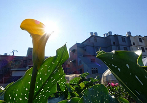 2017桃園彩芋節   三月底繽紛登場