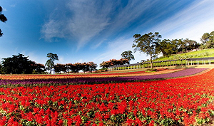 桃園農業博覽會4月登場  打造植物地景超吸睛