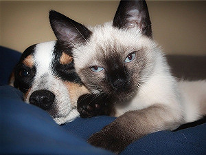 貓狗大戰真實上演？ 假的啦！