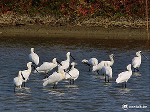 學甲濕地賞黑琵 兼看蜀葵花仙子