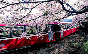 最新情報！阿里山櫻王最佳賞期預告