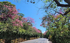 秋日「美人」紛飛 新北美人樹繽紛景點大公開