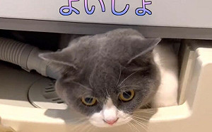 憑空消失！貓咪最後現身此處超神奇