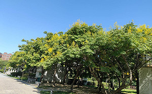 金秋十月  新北「台灣欒樹」金黃色花海正吸睛