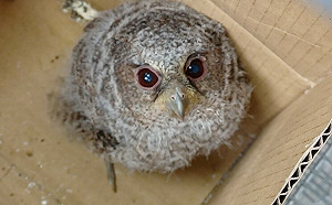 公私協力 新北動保處助領角鴞寶寶回歸貢寮大自然