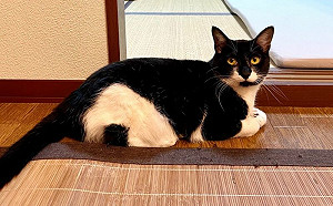 貓名叫飯糰！身上藏「驚喜彩蛋」