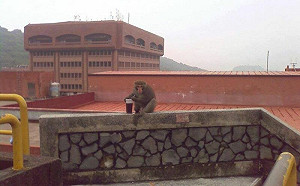 中山大學獼猴又進化？喝手搖杯照曝