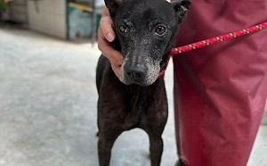 終結毛孩4年10個月流浪記 新北動保處助黑犬小八與飼主團聚