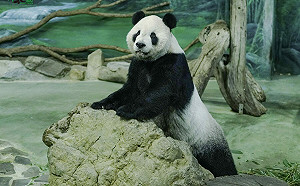 「團團」診斷結果出爐！園方：進食及活動力恢復到以往