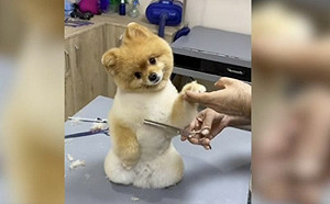 露激萌甜笑！小博美剪毛狂秀歪頭殺