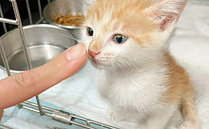 克服天生缺陷 新北勇敢殘疾貓樂樂找到幸福家庭