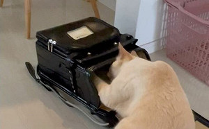 霸佔男孩通學帽！貓撒嬌：不准上學