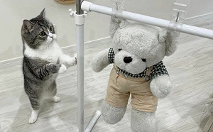 娃娃洗完正在曬！貓滿臉擔憂守身旁