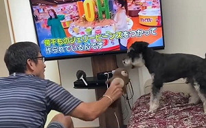 父曾說「不能養狗」！現見了牠就笑