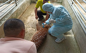 新北全面赴鹿場檢查結核病 把關鹿群健康及食安