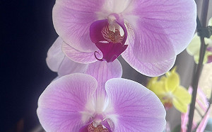 外銷蝴蝶蘭介質有雜草！遭美退23櫃 農檢局：已輔導業者管理 並加強開箱查驗