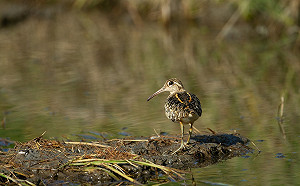 新北水田濕地中的模範奶爸-「彩鷸」