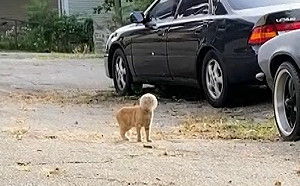 (影)液體化失敗！貓頭卡碗內變巴斯光年