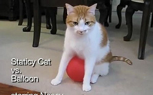 為啥那麼喜歡我？貓被氣球黏煩了